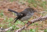 Tomtit | Miromiro. Adult female North Island tomtit. Cape Kidnappers, November 2012. Image © Dick Porter by Dick Porter.