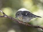 Tomtit | Miromiro. Adult female South Island subspecies. March 2022. Image © Oscar Thomas by Oscar Thomas.