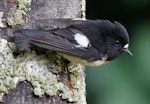 Tomtit | Miromiro. Male Chatham Island tomtit. Caravan Bush, Pitt Island, December 2010. Image © Duncan Watson by Duncan Watson.