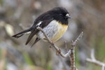 Tomtit | Miromiro. Adult male Chatham Island tomtit. Rangatira Island, Chatham Islands, October 2020. Image © James Russell by James Russell.