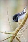 Tomtit | Miromiro. North Island male showing orange feet. Rotorua, June 2012. Image © Tony Whitehead by Tony Whitehead.