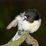 Tomtit | Miromiro. Adult male Chatham Island tomtit. Rangatira Island, Chatham Islands, January 2011. Image © Art Polkanov by Art Polkanov.