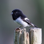 Tomtit | Miromiro. Male North Island tomtit. Bay of Islands, May 2015. Image © Paul Shaw by Paul Shaw.