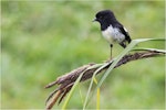 Tomtit | Miromiro. Adult Auckland Island tomtit. Enderby Island, December 2013. Image © John Fennell by John Fennell.