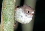 Tomtit | Miromiro. Adult female Chatham Island tomtit. Rangatira Island, Chatham Islands, January 1984. Image © Colin Miskelly by Colin Miskelly.