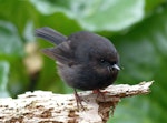 Tomtit | Miromiro. Adult, Snares subspecies. North East Island, The Snares, December 2013. Image © Alan Tennyson by Alan Tennyson.