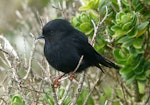 Tomtit | Miromiro. Adult, Snares subspecies. North East Island, The Snares, December 2013. Image © Alan Tennyson by Alan Tennyson.