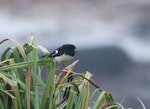 Tomtit | Miromiro. Adult Auckland Island tomtit. Enderby Island, Auckland Islands, December 2013. Image © John Fennell by Jared Hawkes.