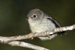 Tomtit | Miromiro. Juvenile female South Island tomtit. Routeburn Flats, Mt Aspiring National Park, January 2016. Image © Ron Enzler by Ron Enzler.