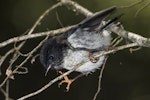 Tomtit | Miromiro. Juvenile male South Island tomtit. Routeburn Flats, Mt Aspiring National Park, January 2016. Image © Ron Enzler by Ron Enzler.