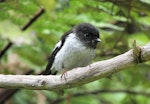 Tomtit | Miromiro. North Island tomtit, juvenile male. Waitakere Ranges, January 2014. Image © Oscar Thomas by Oscar Thomas.