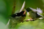 Tomtit | Miromiro. South Island adult male feeding male fledgling in tree. Silverstream, Dunedin, December 2014. Image © Leon Berard by Leon Berard.