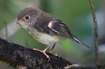 Tomtit | Miromiro. Juvenile female North Island tomtit, still being fed by adult. Waitakere Ranges, January 2013. Image © Ron Chew by Ron Chew.