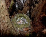 Tomtit | Miromiro. South Island tomtit nest with eggs. Whenua Hou / Codfish Island, December 2011. Image © Colin Miskelly by Colin Miskelly.