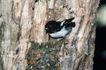 Tomtit | Miromiro. Adult male South Island tomtit at nest. Craigieburn, Canterbury, October 1989. Image © Peter Reese by Peter Reese.