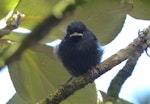 Tomtit | Miromiro. Fledgling, Snares subspecies. North East Island, The Snares, December 2013. Image © Alan Tennyson by Alan Tennyson.