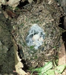 Tomtit | Miromiro. Chatham Island tomtit nest with 3 eggs. Rangatira Island, Chatham Islands. Image © Department of Conservation (image ref: 10047922) by Allan Munn, Department of Conservation.