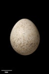 Tomtit | Miromiro. North Island tomtit egg 18.3 x 15.0 mm (NMNZ OR.007276). Image © Te Papa by Jean-Claude Stahl.