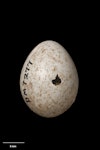 Tomtit | Miromiro. South Island tomtit egg 18.8 x 14.7 mm (NMNZ OR.007277). Image © Te Papa by Jean-Claude Stahl.