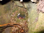 Tomtit | Miromiro. South Island tomtit - nest with young chicks. Port Hills, January 2011. Image © James Mortimer by James Mortimer.