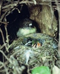 Tomtit | Miromiro. Adult female Chatham Island tomtit at nest containing chicks. Rangatira Island, Chatham Islands. Image © Department of Conservation (image ref: 10047972) by Allan Munn, Department of Conservation.