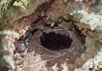 Tomtit | Miromiro. Snares Island tomtit nest with large chicks. Snares Islands, November 1987. Image © Colin Miskelly by Colin Miskelly.