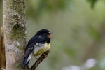 Tomtit | Miromiro. Male South Island tomtit singing. Orokonui Ecosanctuary, February 2016. Image © Leon Berard by Leon Berard.