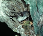 Tomtit | Miromiro. Adult female North Island tomtit at nest with chicks. Little Barrier Island, November 1979. Image © Department of Conservation (image ref: 10031210) by Dick Veitch, Department of Conservation.