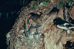 Tomtit | Miromiro. Adult male North Island tomtit at nest with 5 chicks. Image © Department of Conservation (image ref: 10033129) by Mike Soper, Department of Conservation.