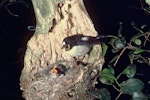 Tomtit | Miromiro. Adult male Chatham Island tomtit feeding chicks at nest. Rangatira Island, Chatham Islands. Image © Department of Conservation (image ref: 10040223) by Allan Munn, Department of Conservation.