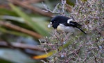 Tomtit | Miromiro. Adult male South Island tomtit eating Coprosma propinqua fruit. Bealey Spur track, Arthur's Pass, June 2023. Image © Ben Ackerley by Ben Ackerley.