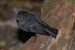 North Island robin | Toutouwai. Adult male. Mana Island, November 2009. Image © Peter Reese by Peter Reese.