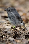 North Island robin | Toutouwai. Adult. Boundary Stream, November 2011. Image © Tim Rumble by Tim Rumble.