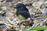 North Island robin | Toutouwai. Male. Karori Sanctuary / Zealandia, March 2008. Image © Duncan Watson by Duncan Watson.