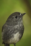 North Island robin | Toutouwai. Adult. Tiritiri Matangi Island, January 2009. Image © Dylan van Winkel by Dylan van Winkel.