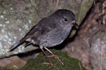 North Island robin | Toutouwai. Adult female. Mana Island, November 2009. Image © Peter Reese by Peter Reese.