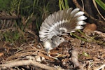 North Island robin | Toutouwai. Wings raised. Waitakere Ranges, Auckland, January 2010. Image © Eugene Polkan by Eugene Polkan.