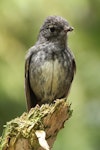 North Island robin | Toutouwai. Adult female. Kapiti Island, November 2015. Image © Jared Le Roy by Jared Le Roy.