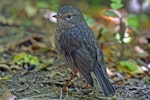 North Island robin | Toutouwai. Female. Karori Sanctuary / Zealandia, November 2008. Image © Duncan Watson by Duncan Watson.