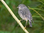 North Island robin | Toutouwai. Juvenile (still being fed by adult). Bushy Park, Whanganui, November 2012. Image © Peter Frost by Peter Frost.