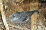 North Island robin | Toutouwai. Adult female on nest (with 2 chicks). Tawharanui Regional Park, October 2015. Image © Oscar Thomas by Oscar Thomas.