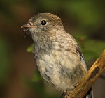 North Island robin | Toutouwai. Juvenile. Wanganui, December 2014. Image © Ormond Torr by Ormond Torr.