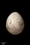 North Island robin | Toutouwai. Egg 22.4 x 17.9 mm (NMNZ OR.027172, collected by Raewyn Empson). Karori Sanctuary / Zealandia, October 2002. Image © Te Papa by Jean-Claude Stahl.