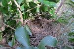 North Island robin | Toutouwai. Nest. Tawharanui Regional Park, October 2015. Image © Oscar Thomas by Oscar Thomas.