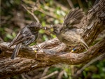 North Island robin | Toutouwai. Adult female feeding fledged young. Tiritiri Matangi Island, January 2016. Image © Martin Sanders by Martin Sanders.