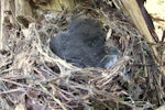 North Island robin | Toutouwai. Two 12-day-old chicks in nest. Tawharanui Regional Park, October 2015. Image © Oscar Thomas by Oscar Thomas.