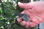 North Island robin | Toutouwai. 8 day old chick in hand. Tawharanui Regional Park, October 2015. Image © Oscar Thomas by Oscar Thomas.