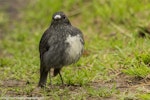 North Island robin | Toutouwai. Adult in territorial dispute with another. Kapiti Island, June 2018. Image © Imogen Warren by Imogen Warren.