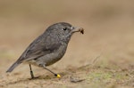 North Island robin | Toutouwai. Colour-banded adult with beetle (either scarab or darkling beetle). Tawharanui, May 2014. Image © Bartek Wypych by Bartek Wypych.