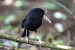 Black robin | Karure. Adult with nest building material. Rangatira Island, November 2013. Image © Leon Berard by Leon Berard.